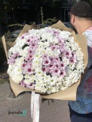 51 chrysanthemums