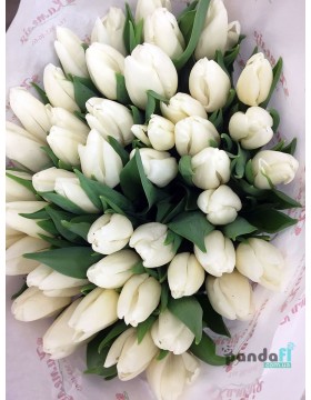 51 white tulips