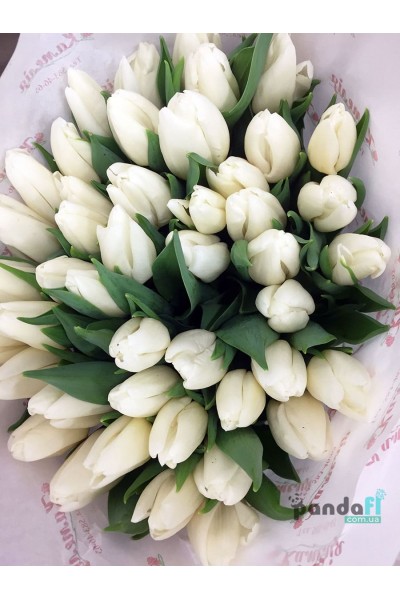 51 white tulips