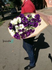 51 еустома