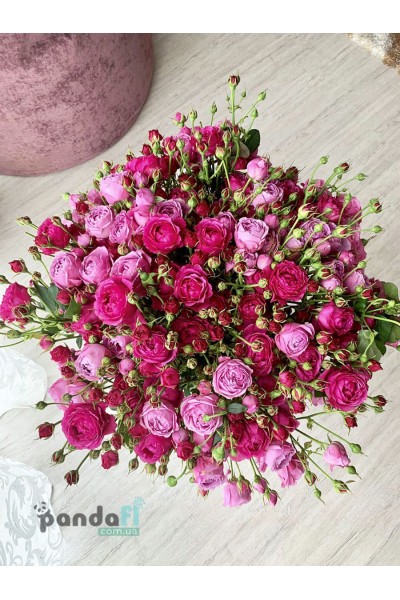 51 кущова троянда