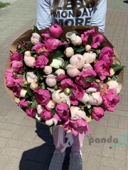 51 півонія білий та рожевий