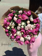 51 півонія білий та рожевий