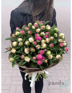 51 пион