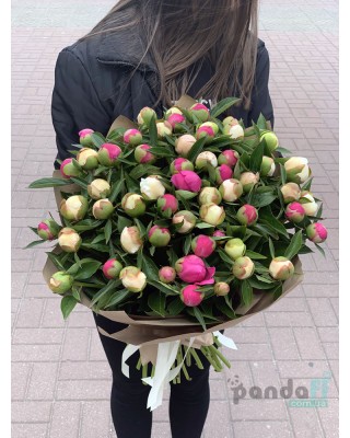 51 півонія