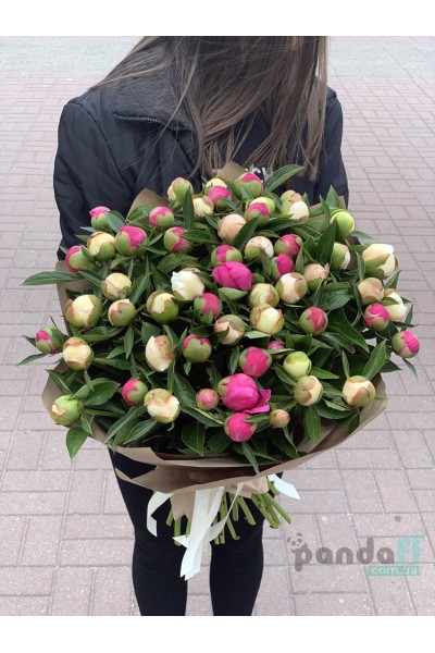51 півонія