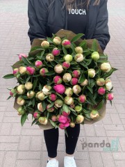51 півонія