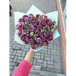 51 фиолетовый тюльпан