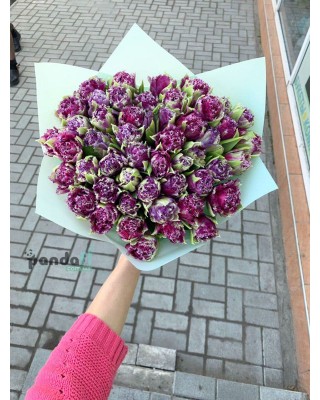 51 фиолетовый тюльпан