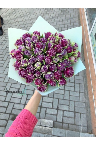 51 фиолетовый тюльпан