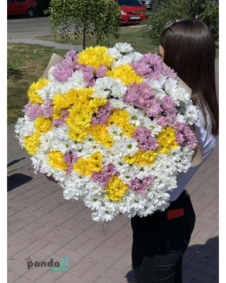 55 хризантем