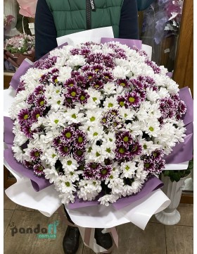 55 хризантем мікс