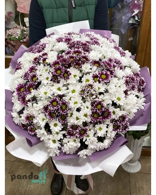 55 хризантем мікс