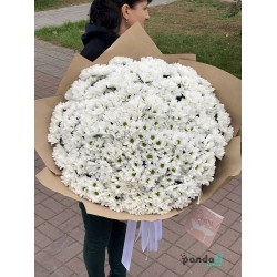 61 хризантема