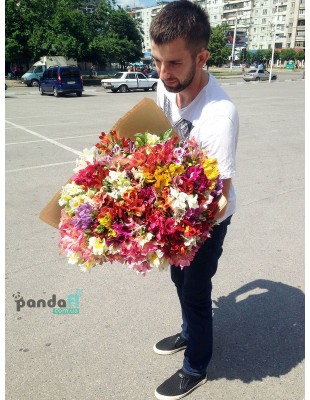 75 alstroemeria