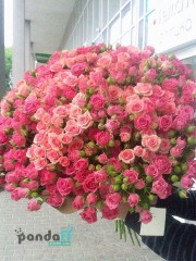 75 кущових троянд 80 см