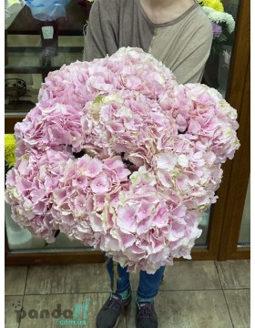 9 pink hydrangeas