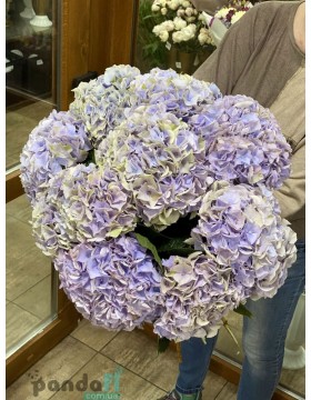 9 lilac hydrangeas