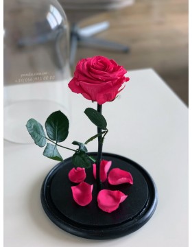 Raspberry rose in a flask