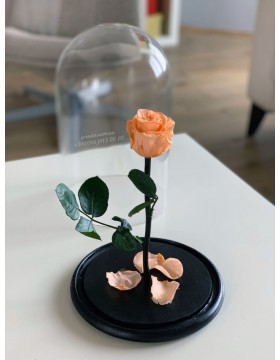 Peach rose in a flask